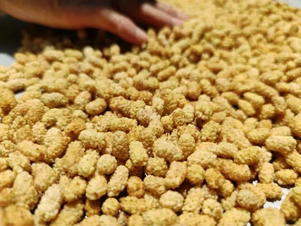 تصویر 1 از راهنمای خرید توت خشک ارگانیک + قیمت عالی